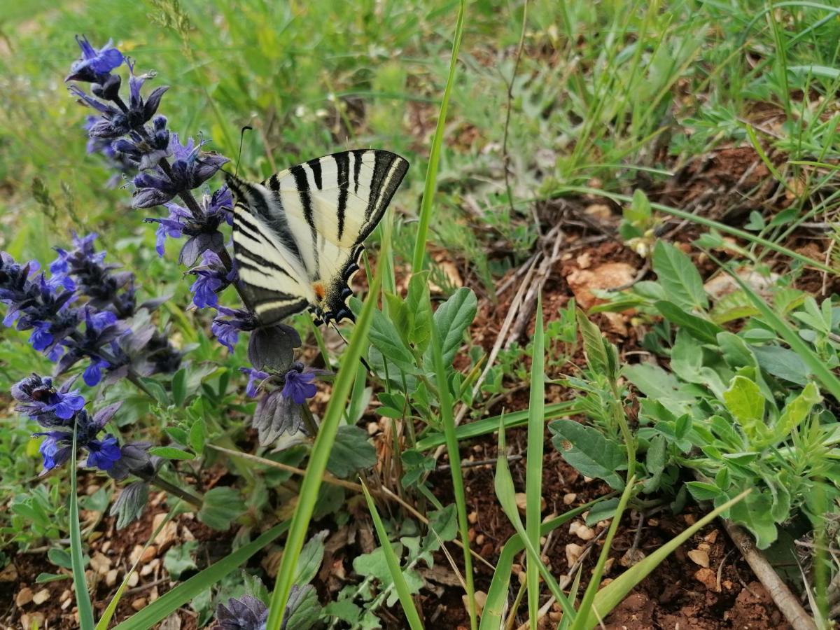 Nova Vas  Ferienresidenz Lavandula מראה חיצוני תמונה
